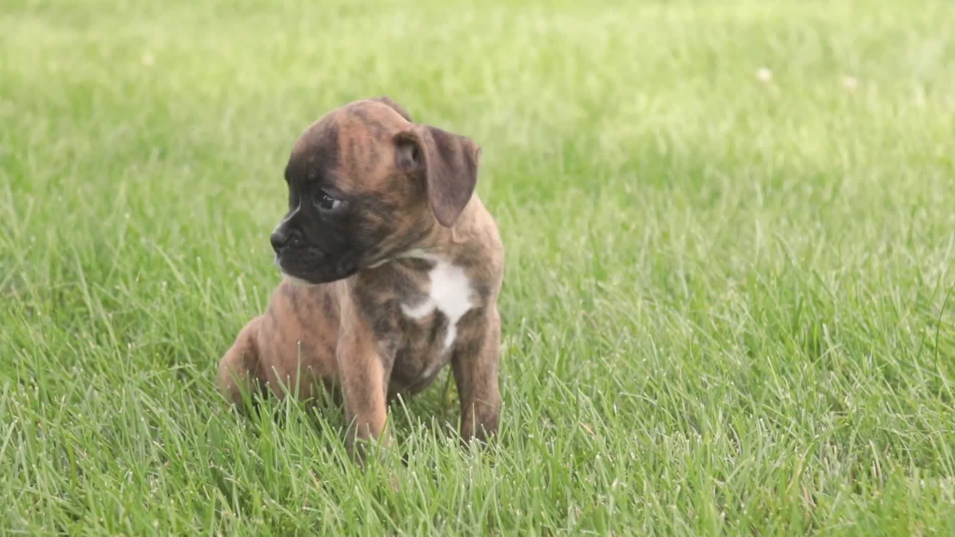 Boxer dogs for sale: Brody - Video 1