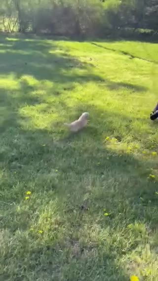 Golden Retriever dogs for sale: Benny - Video 1
