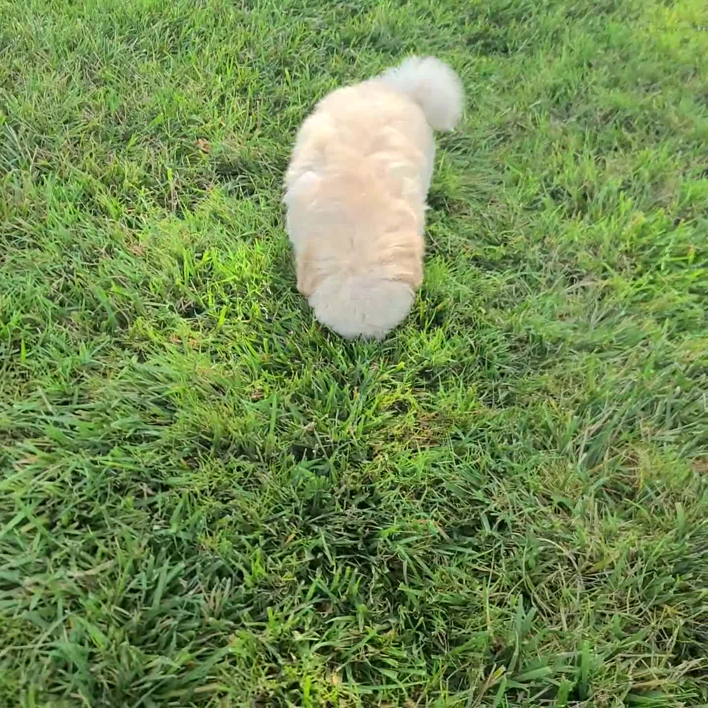 Maltipoo dogs for sale: Vince - Video 1