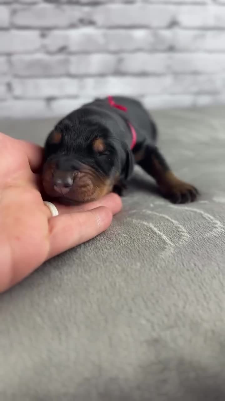 Doberman Pinscher dogs for sale: Phantom's The Generator "VJ edgecombe" European - Video 1