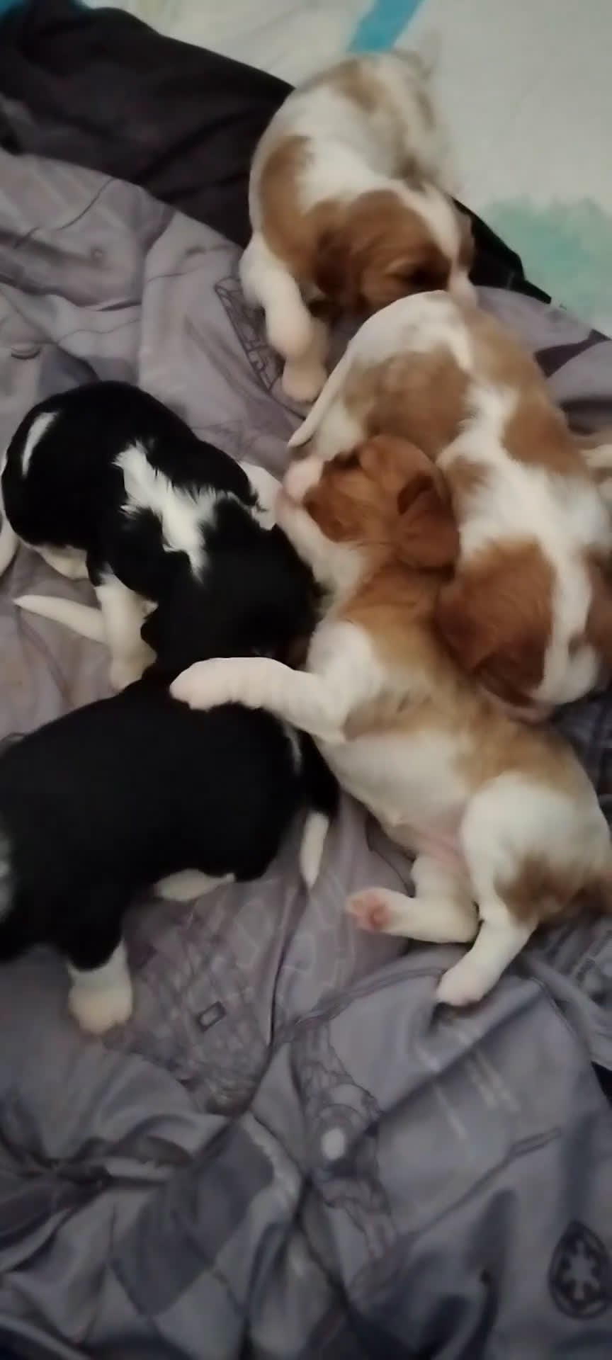 Cavalier King Charles Spaniel dogs for sale: Nugut - Video 2