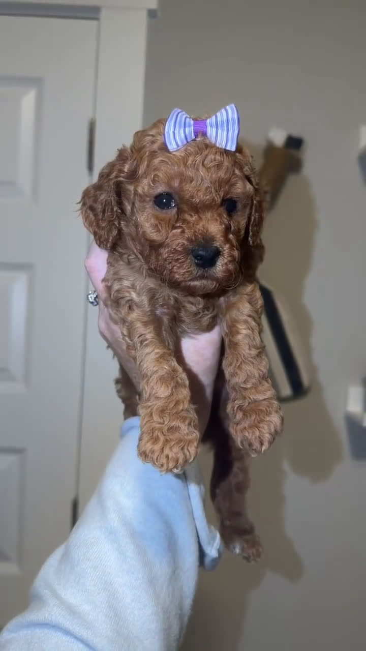 Mini Goldendoodle dogs for sale: Mini Goldendoodle Puppy 2 - Video 1