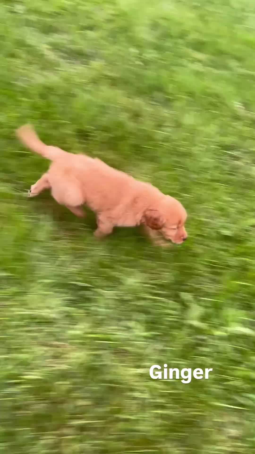 Golden Retriever dogs for sale: Ginger - Video 1