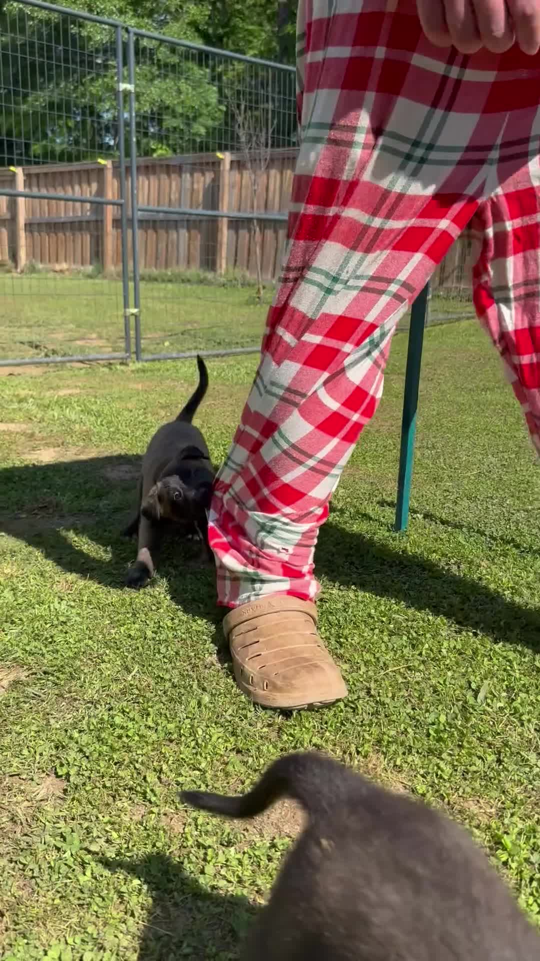 Belgian Malinois dogs for sale: AKC Belgian Malinois - Blue Collar - Video 1