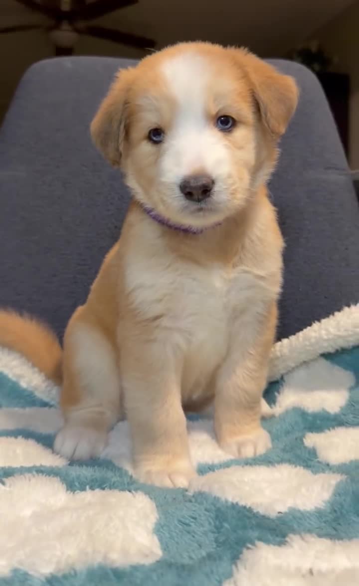 Goberian dogs for sale: Honey - Video 1