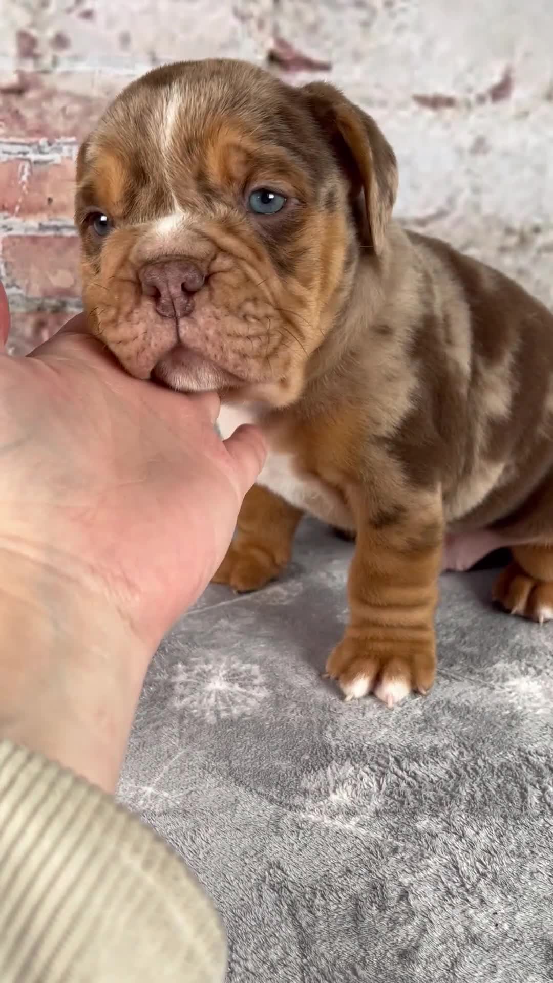 Beabull dogs for sale: Grant - Video 1