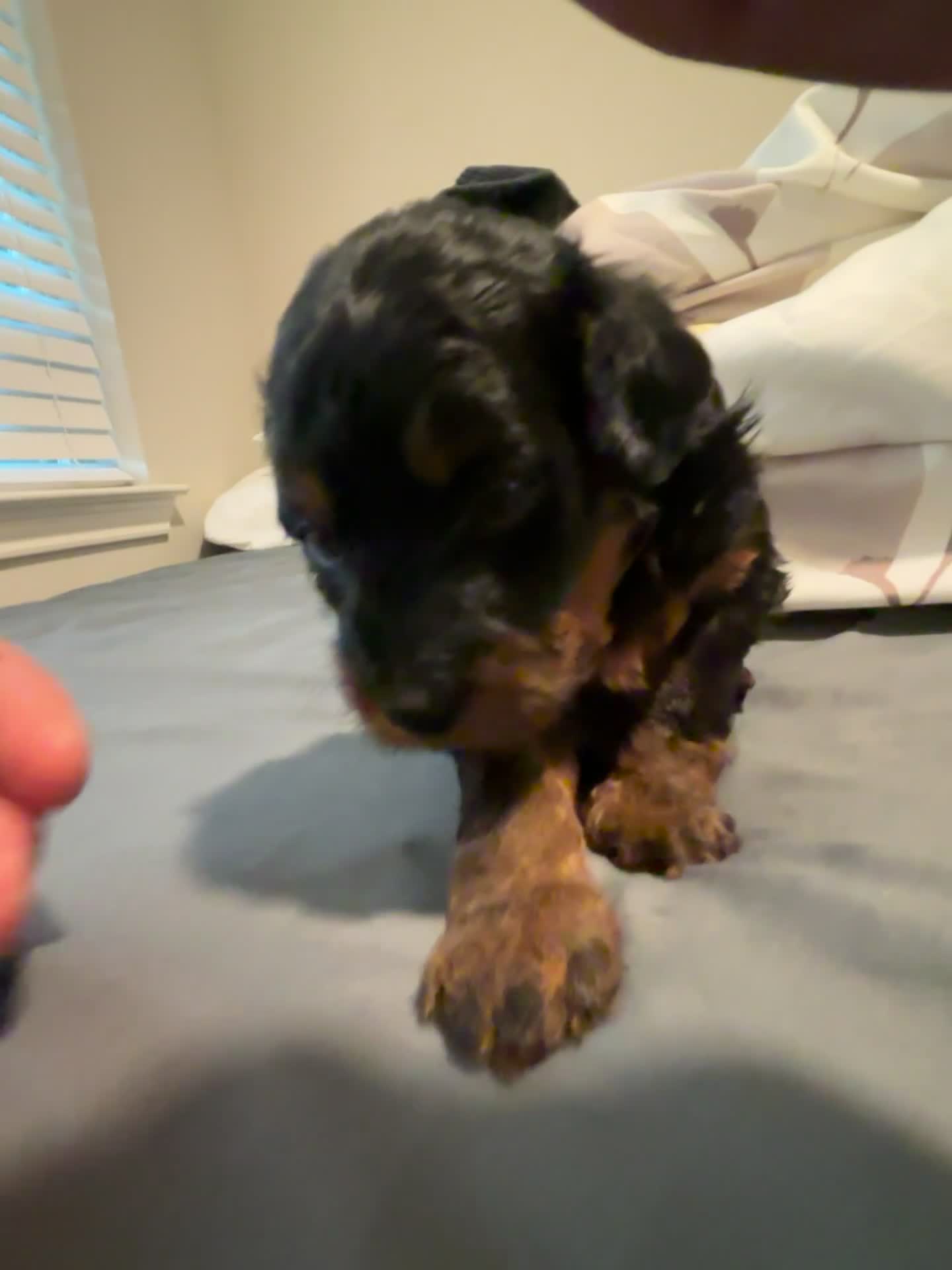Mini Aussiedoodle dogs for sale: Mini Aussiedoodle 1 - Video 1