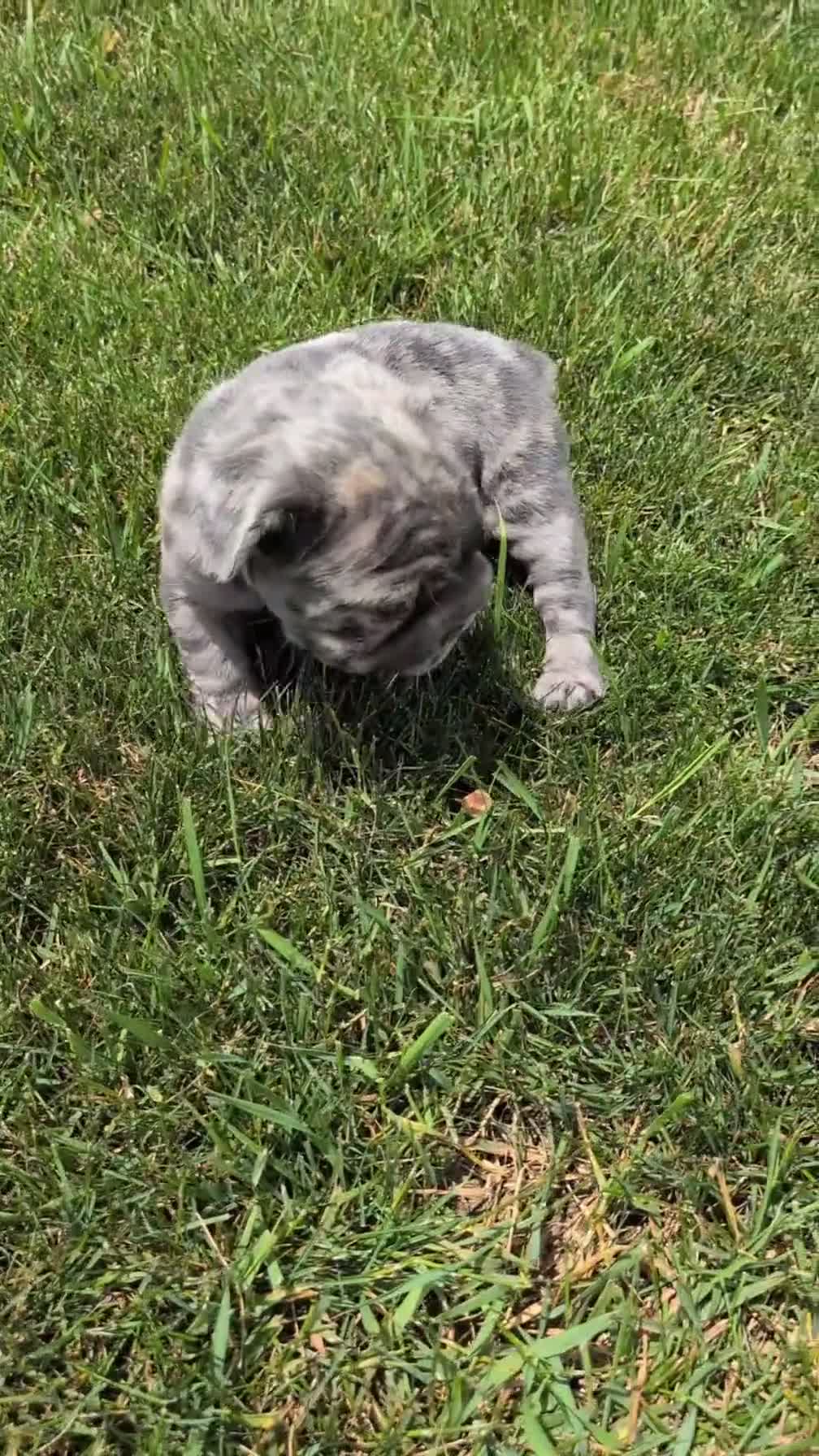 French Bulldog dogs for sale: Ziggy - Video 1