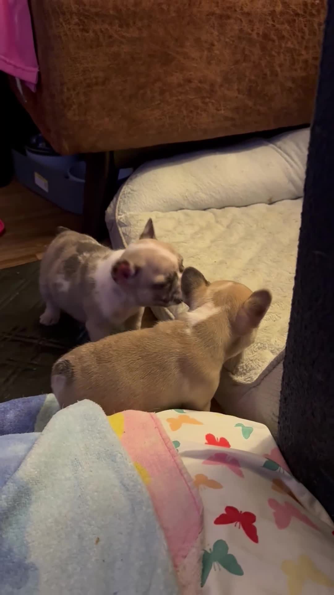 French Bulldog dogs for sale: French Bulldog 1 babe - Video 1