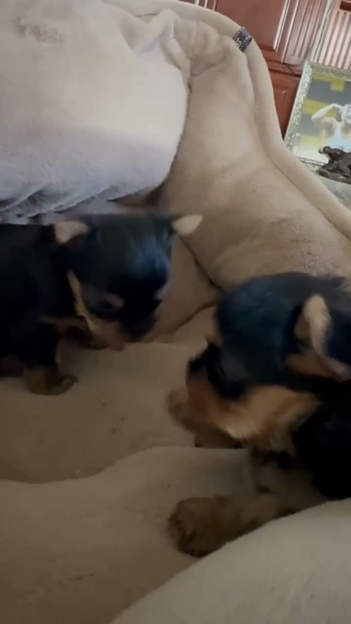 Yorkshire Terrier dogs for sale: Yorkshire Terrier 2 - Video 1