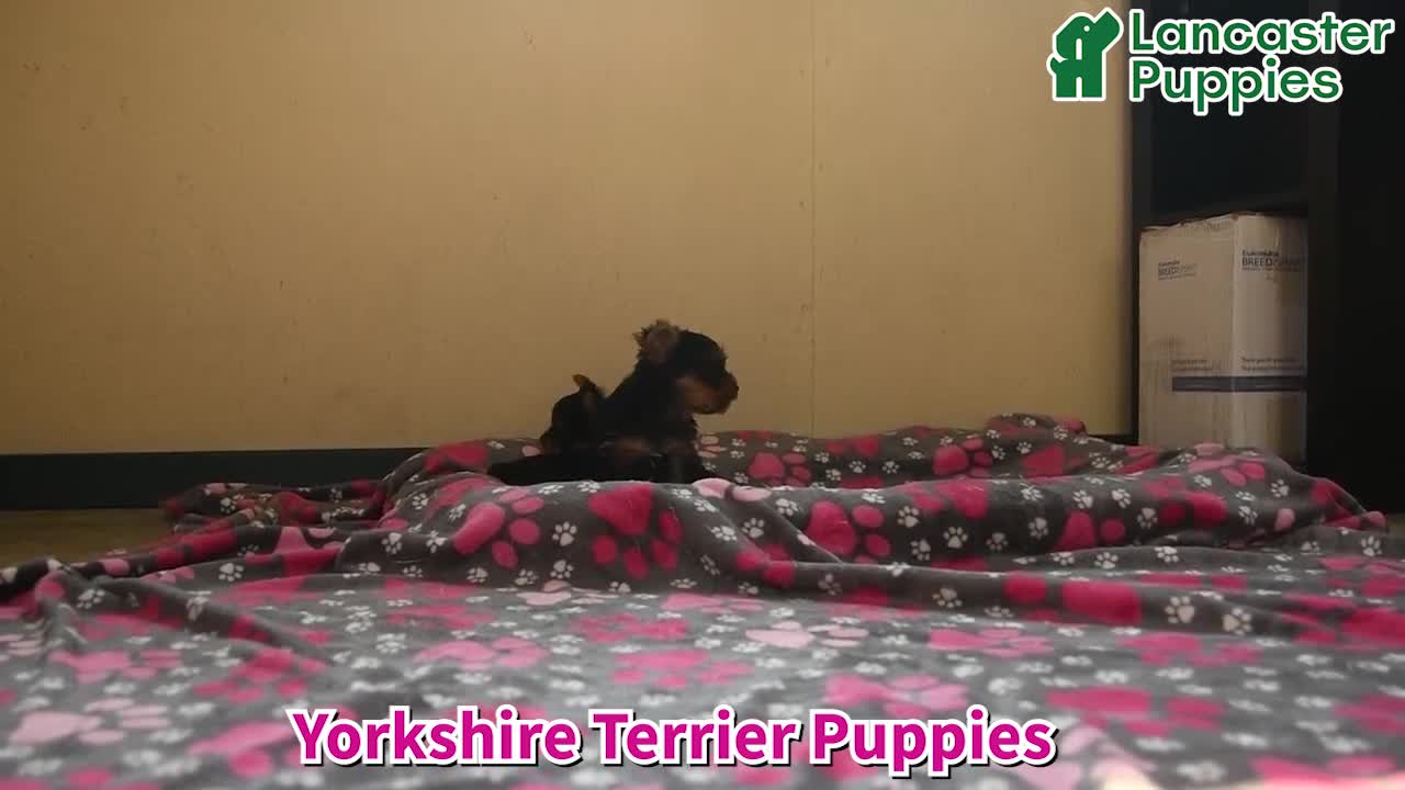 Yorkshire Terrier dogs for sale: Quill - Video 1