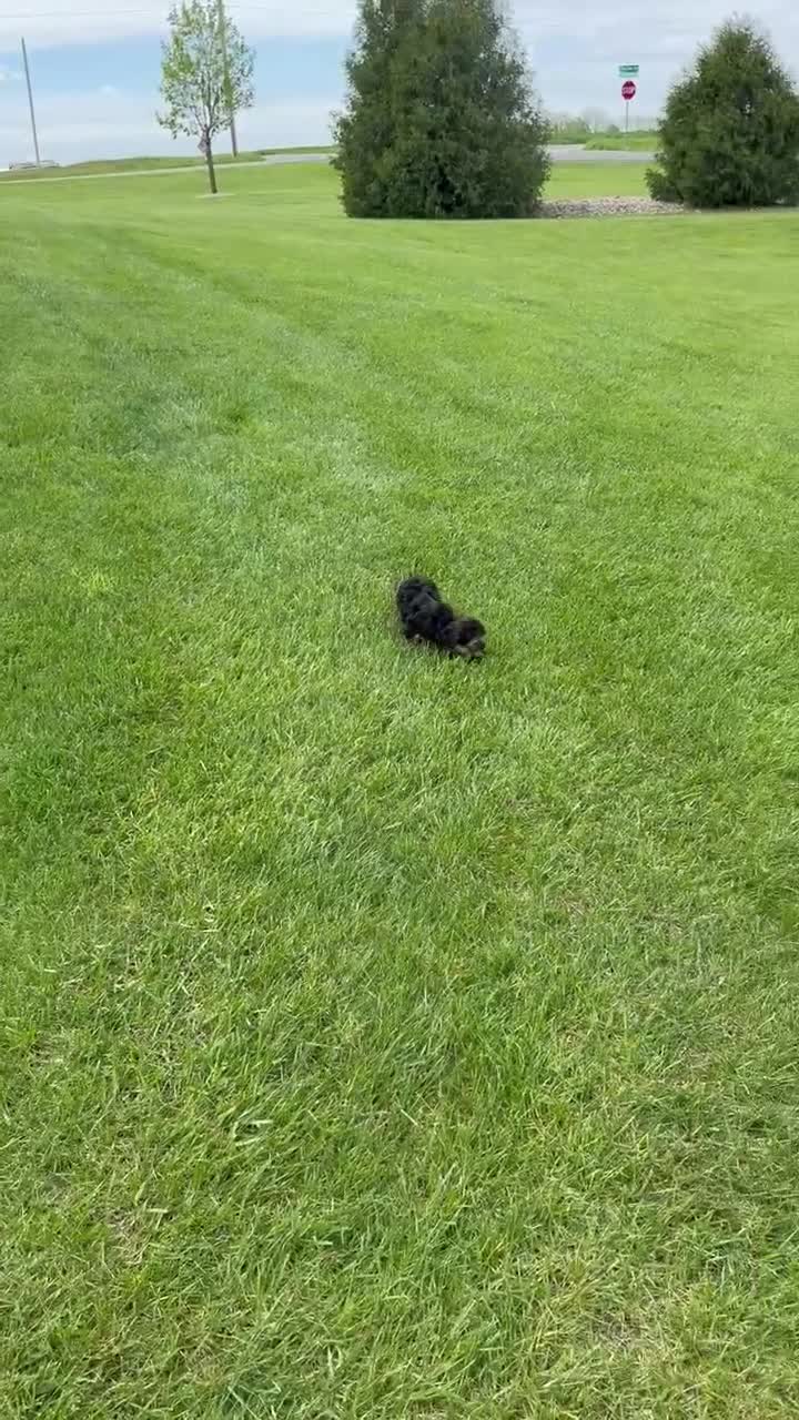 Yorkiepoo dogs for sale: Willow - Video 1