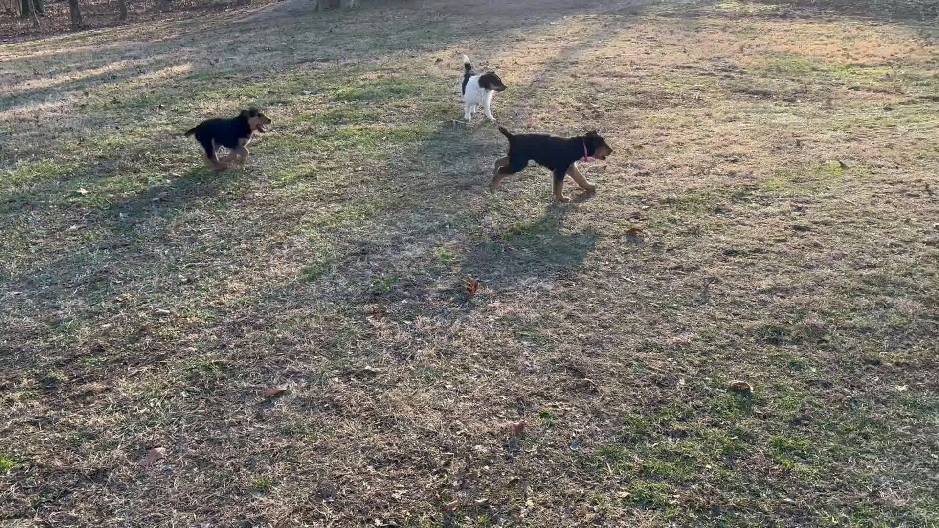 Airedale Terrier dogs for sale: Samantha Airedale Terrier Puppy 2 - Video 1