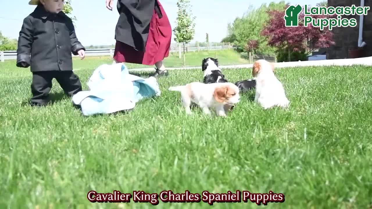 Cavalier King Charles Spaniel dogs for sale: Alex - Video 1