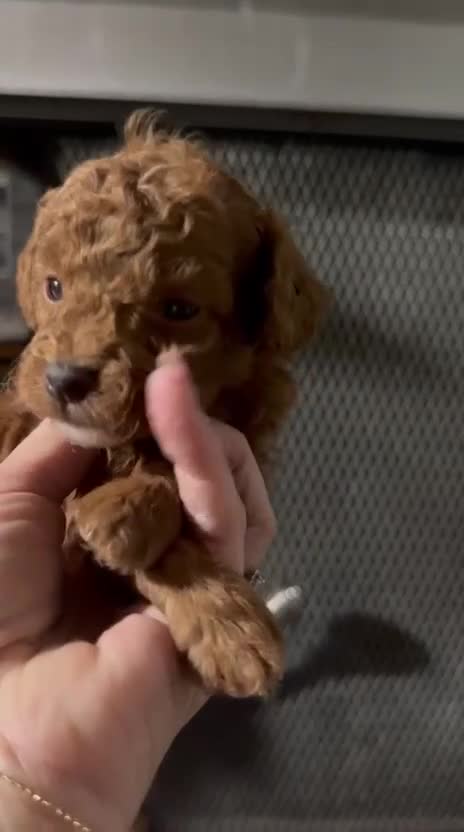 Toy Poodle dogs for sale: CHICO - ACA TOY POODLE - Video 1