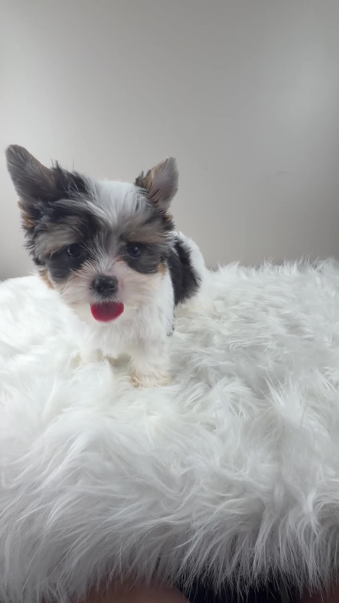 Yorkshire Terrier dogs for sale: Fiona - Video 2
