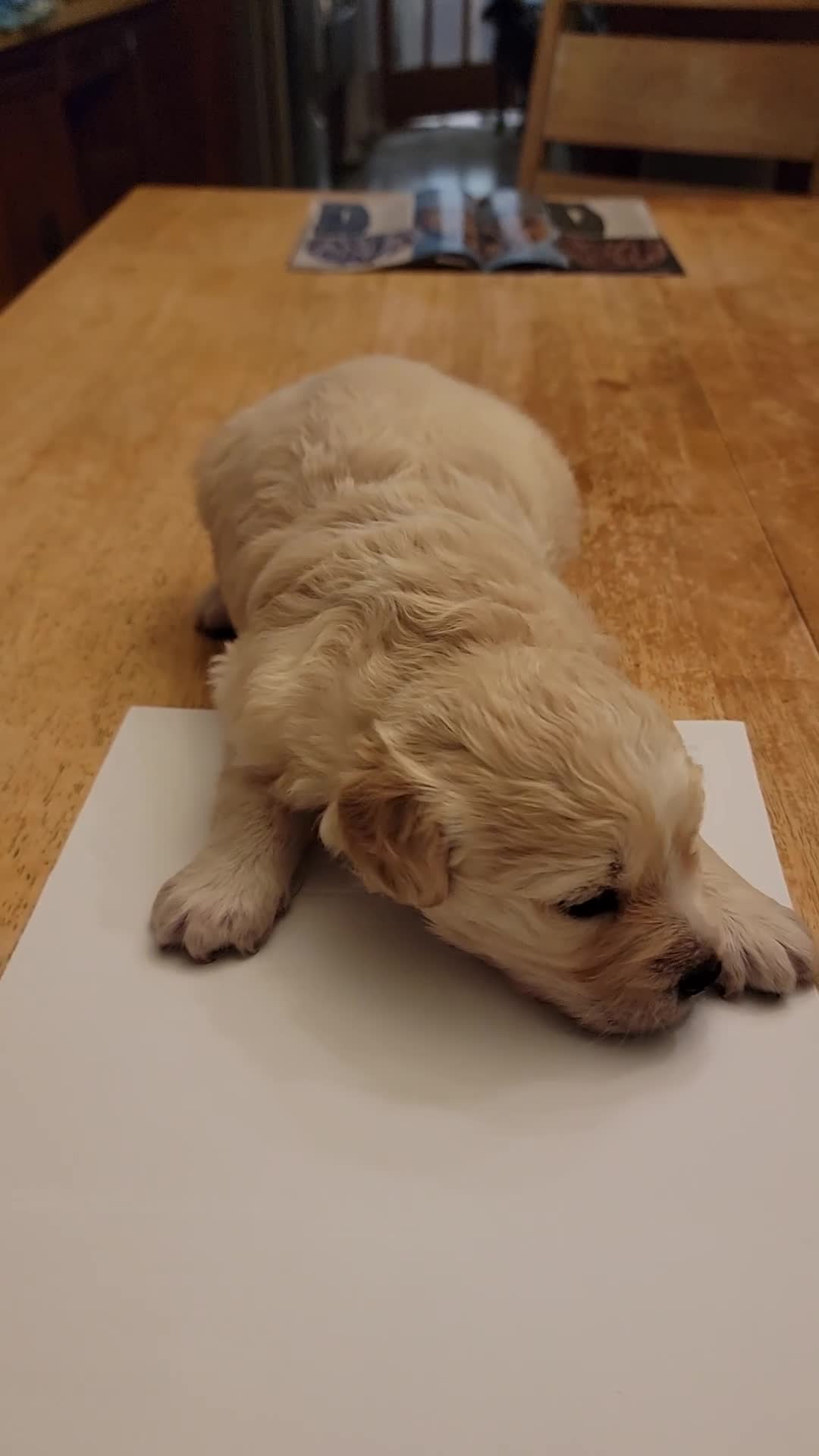 Peruvian Inca Orchid dogs for sale: Peruvian Inca Orchid Puppy 1 - Video 1