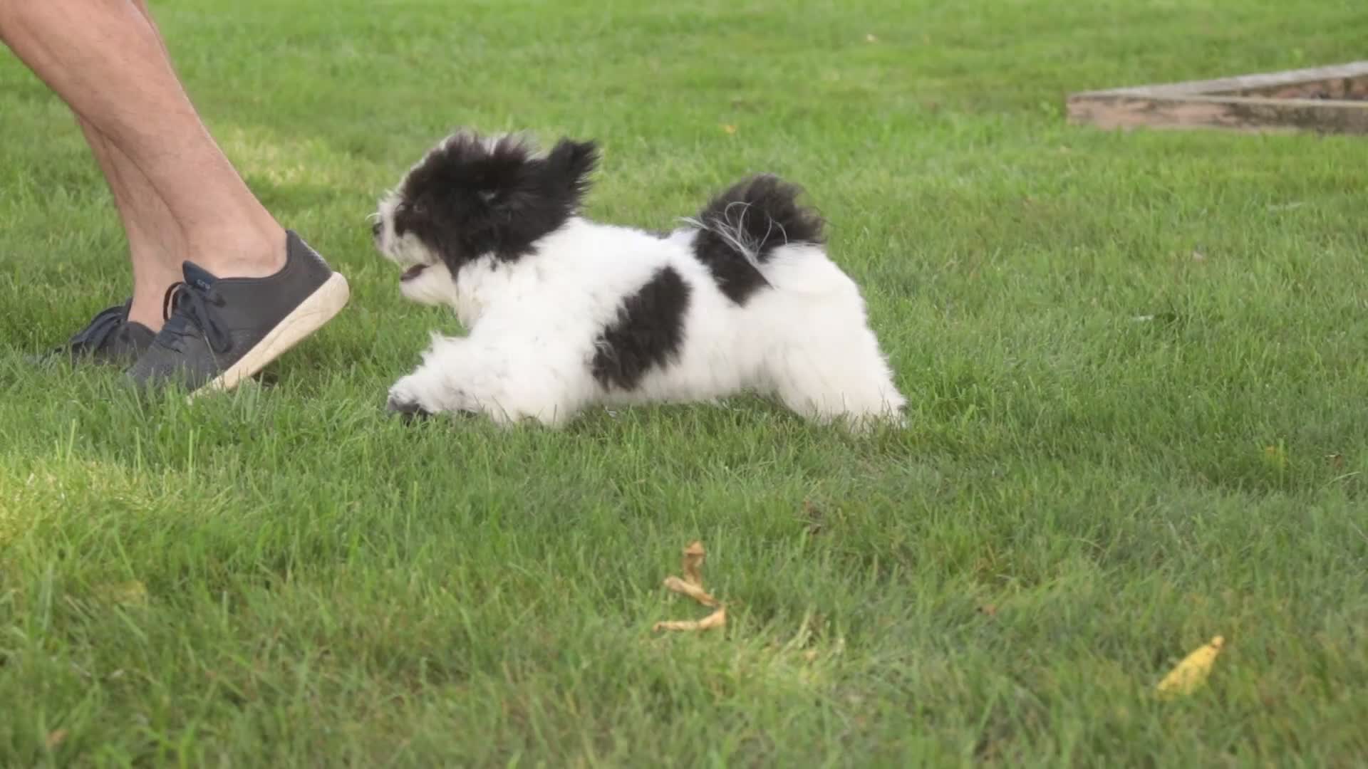 Havanese dogs for sale: Ivan Havanese Puppy  - Video 1