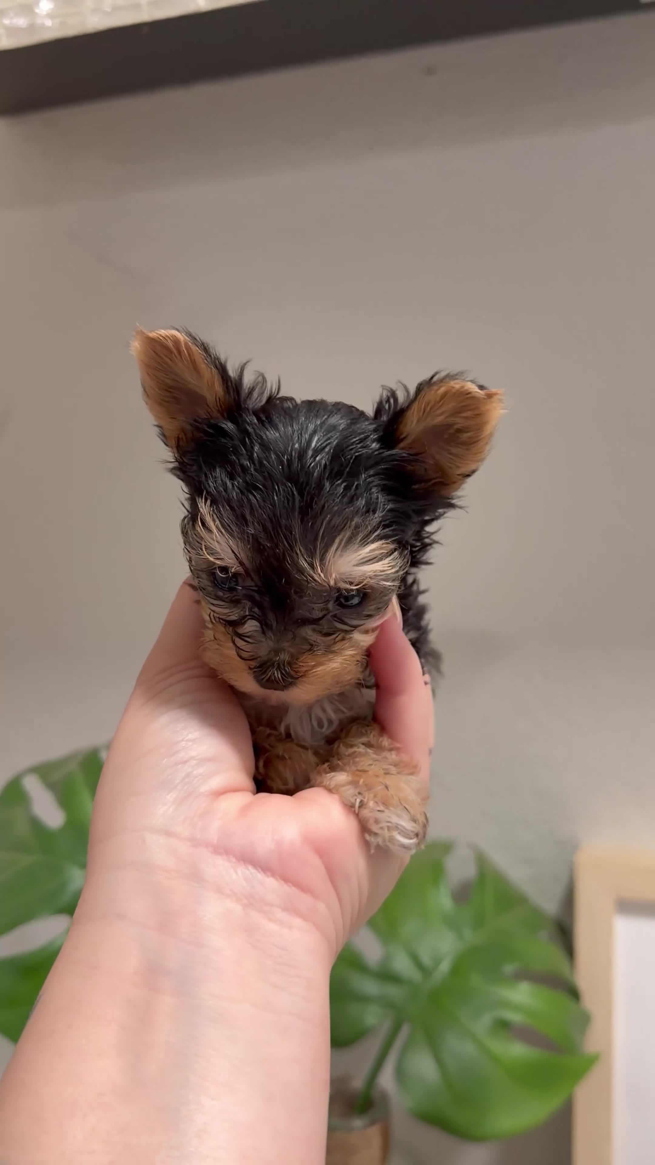 Yorkshire Terrier dogs for sale: Teacup tiny  - Video 1