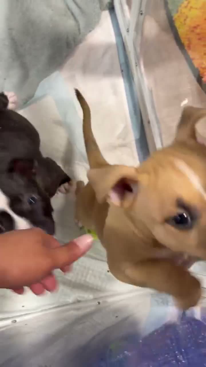 American Bully dogs for sale: American Bully 3 - Video 1