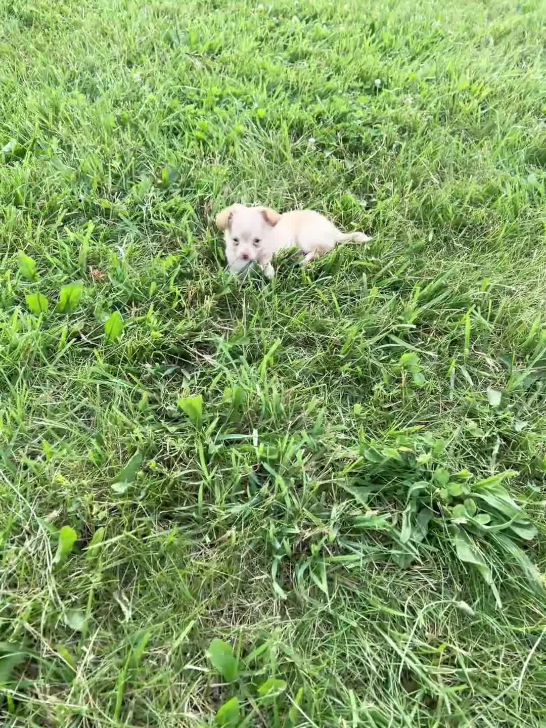 Chihuahua dogs for sale: Ollie - Video 1