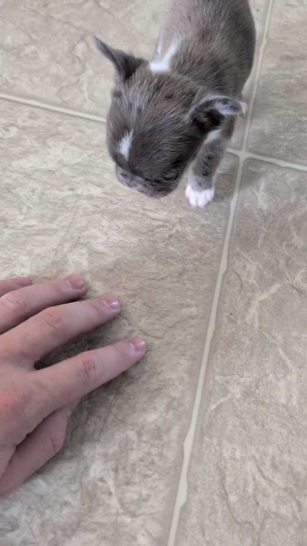 French Bulldog dogs for sale: Xena - Video 1