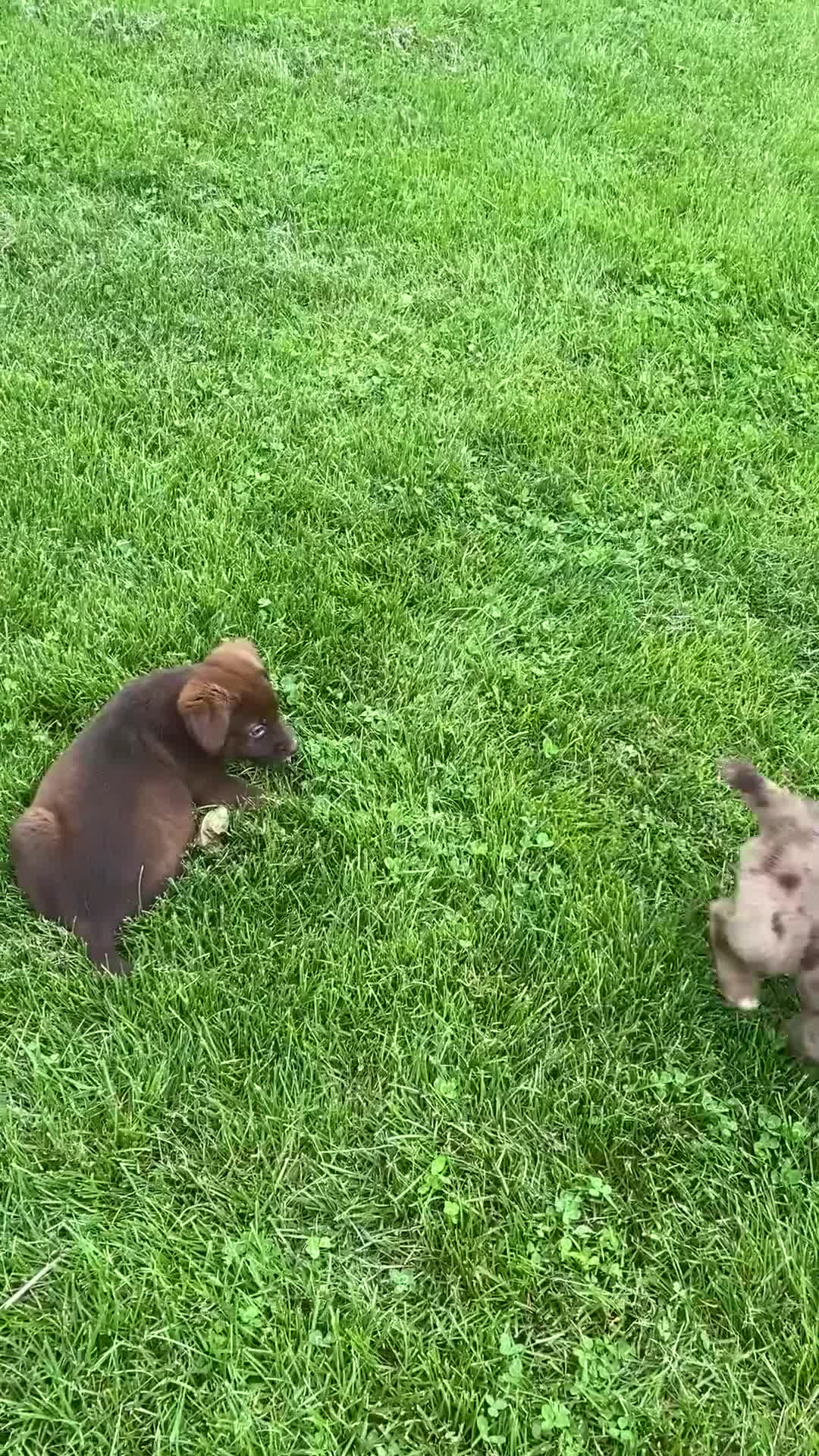 Mixed Breed dogs for sale: Ruby - Video 1