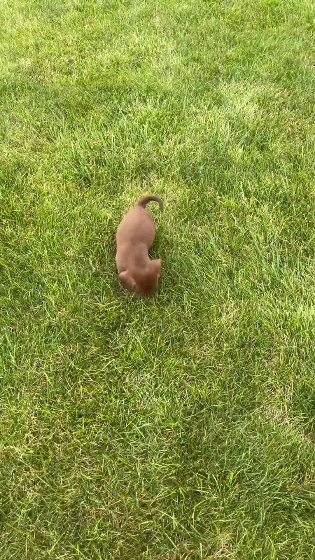 Beaglier dogs for sale: Eagle - Video 1