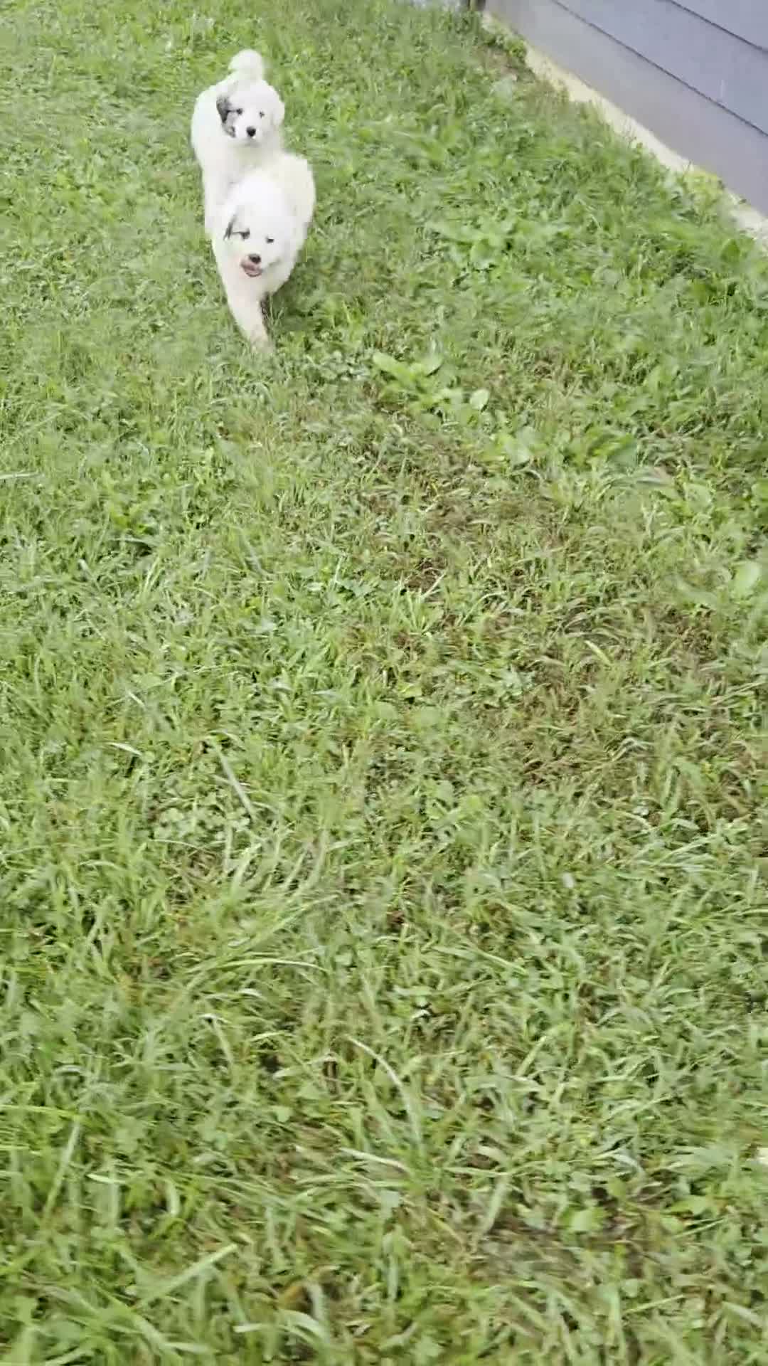 Great Pyrenees dogs for sale: Lily  - Video 1