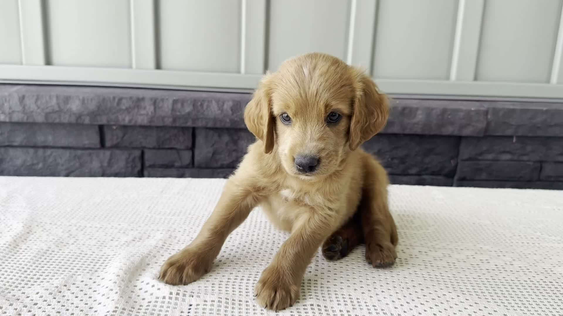 Mixed Breed dogs for sale: Copper - Video 1