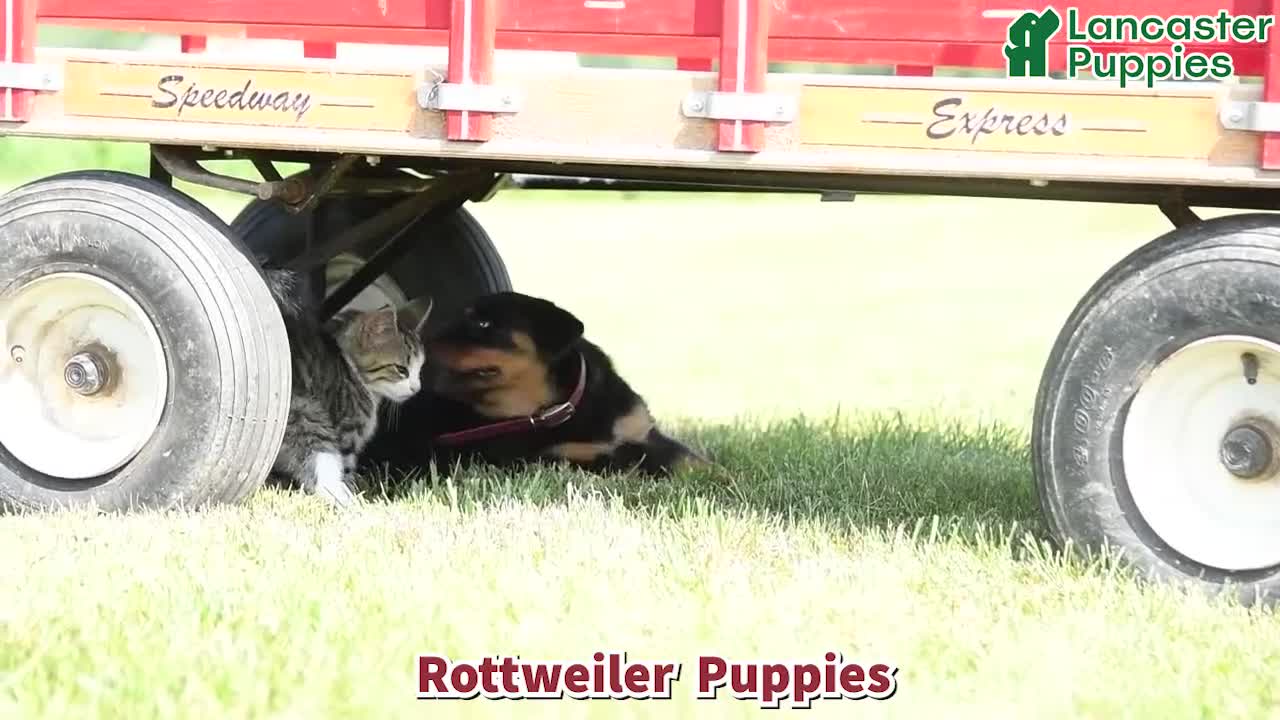 Rottweiler dogs for sale: Bliss - Video 1