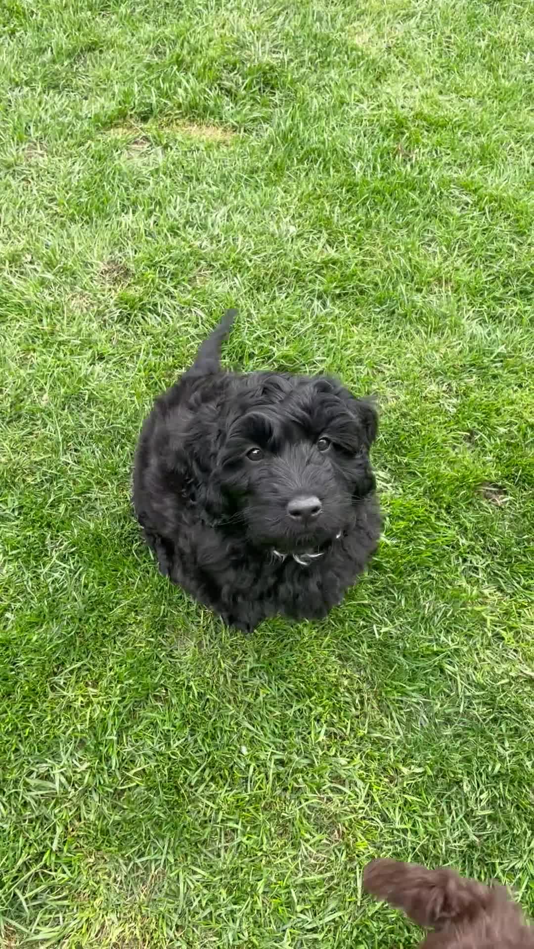 Labradoodle dogs for sale: Shadow - Video 1