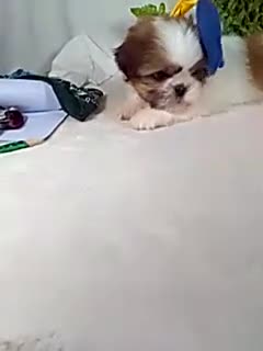 Shih Tzu dogs for sale: Cash - Video 1