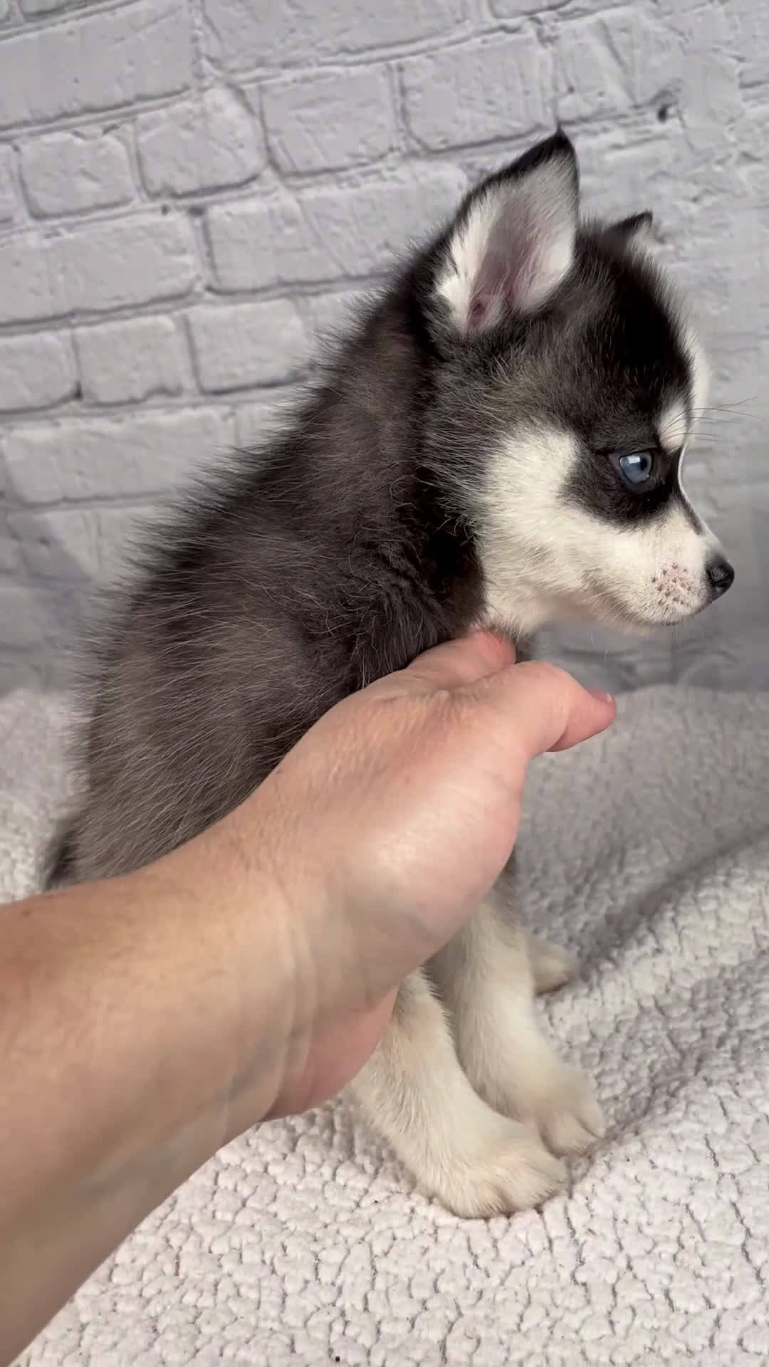 Pomsky dogs for sale: Sabrina - Video 1