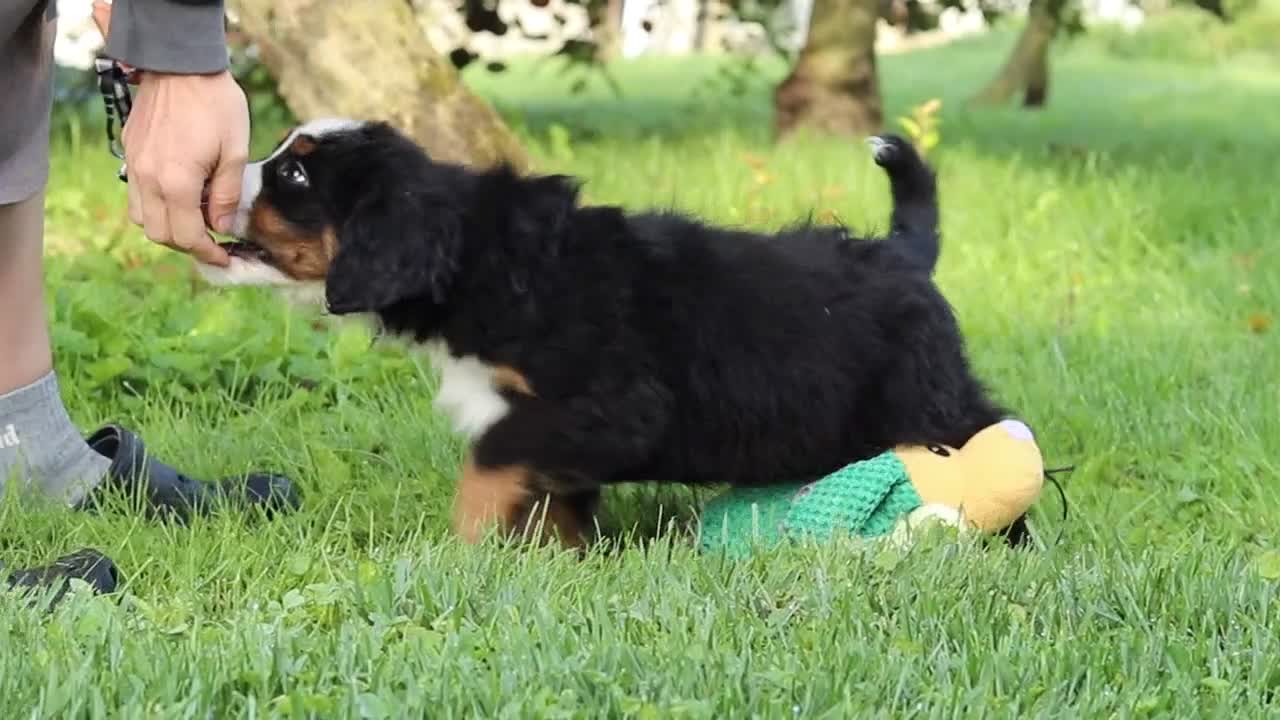 Miniature Bernese Mountain Dog dogs for sale: Kory - Video 1