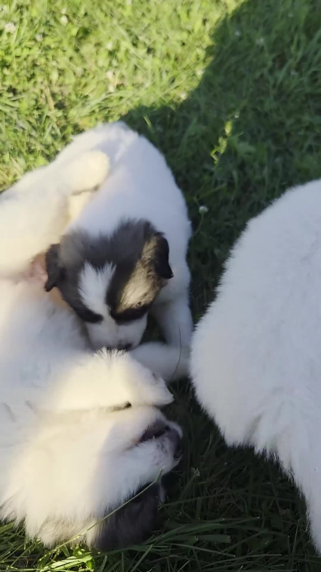 Great Pyrenees dogs for sale: Cupid - Video 1