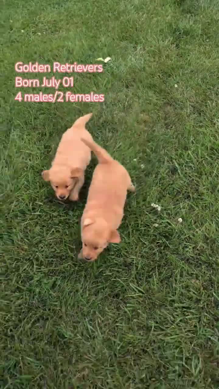 Golden Retriever dogs for sale: Hudson  - Video 2