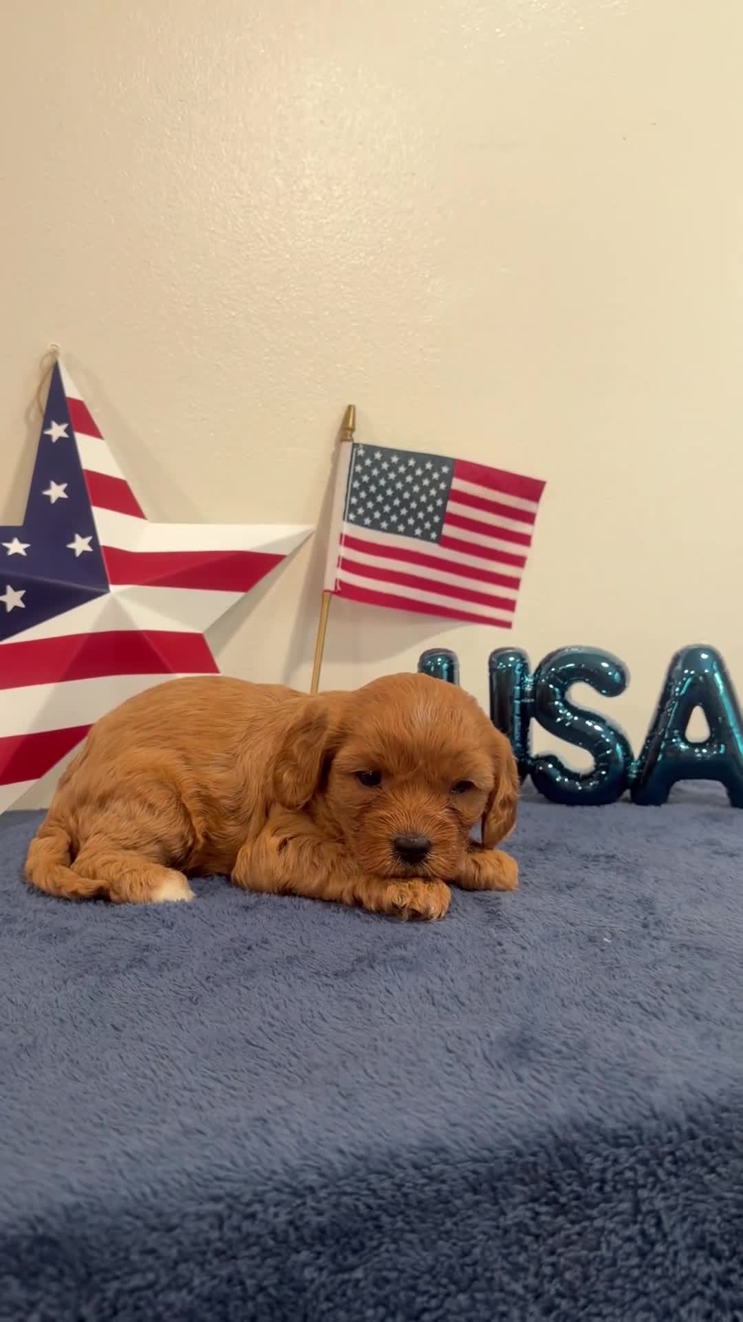 Cavapoo dogs for sale: Liberty - Video 1