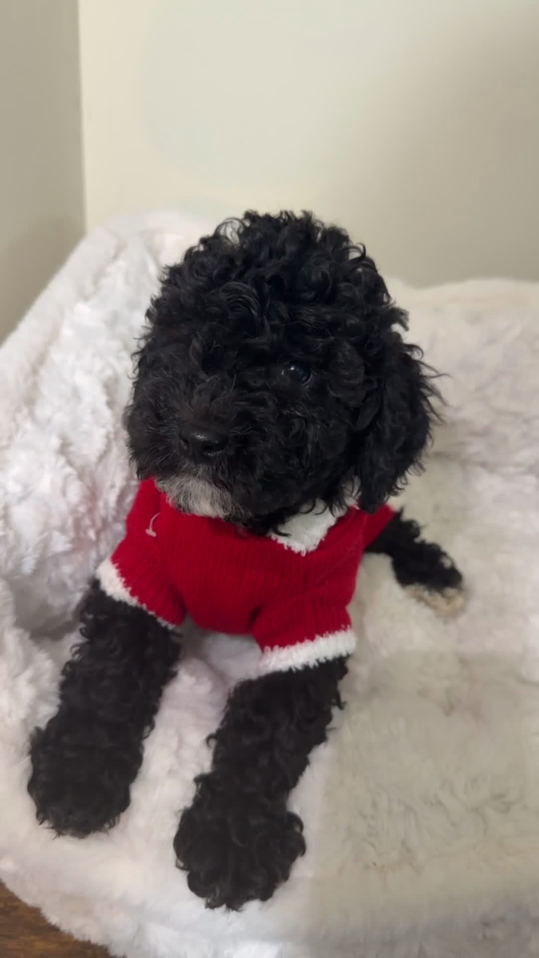 Maltipoo dogs for sale: Rex  - Video 1