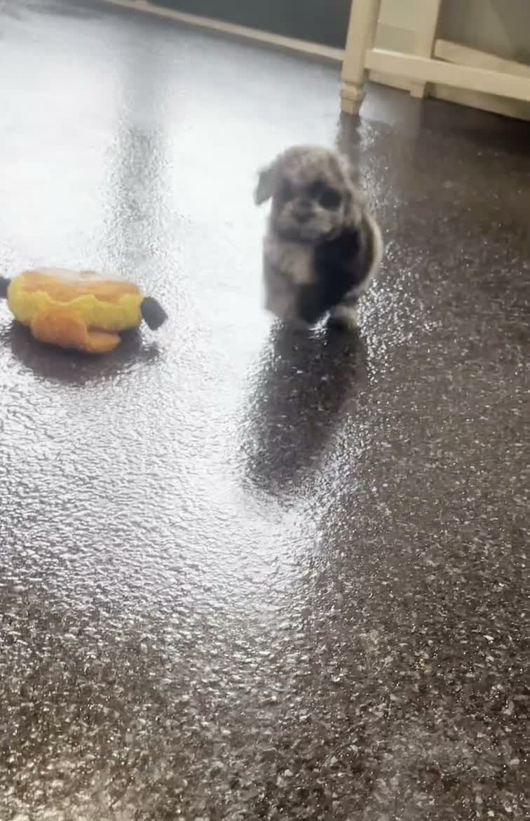 Toy Poodle dogs for sale: Ore fluff - Video 1