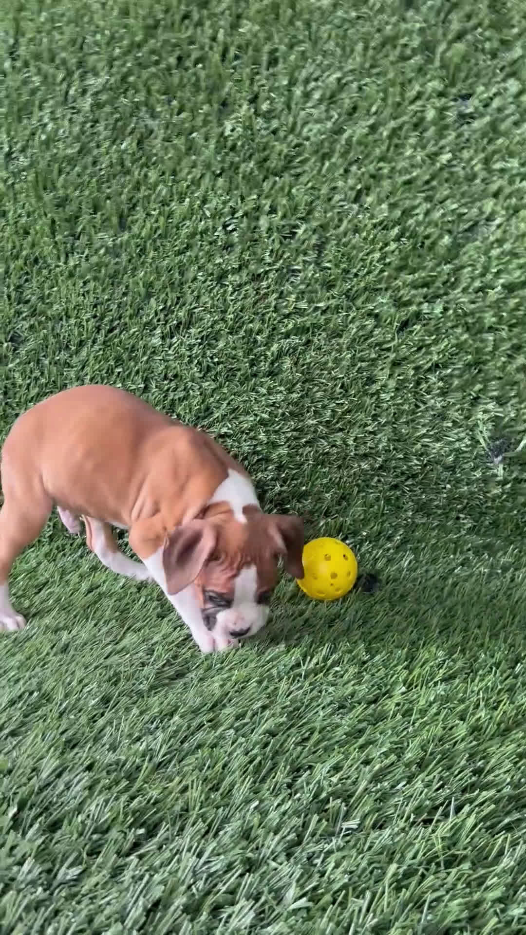 Boxer dogs for sale: Pax - Video 1