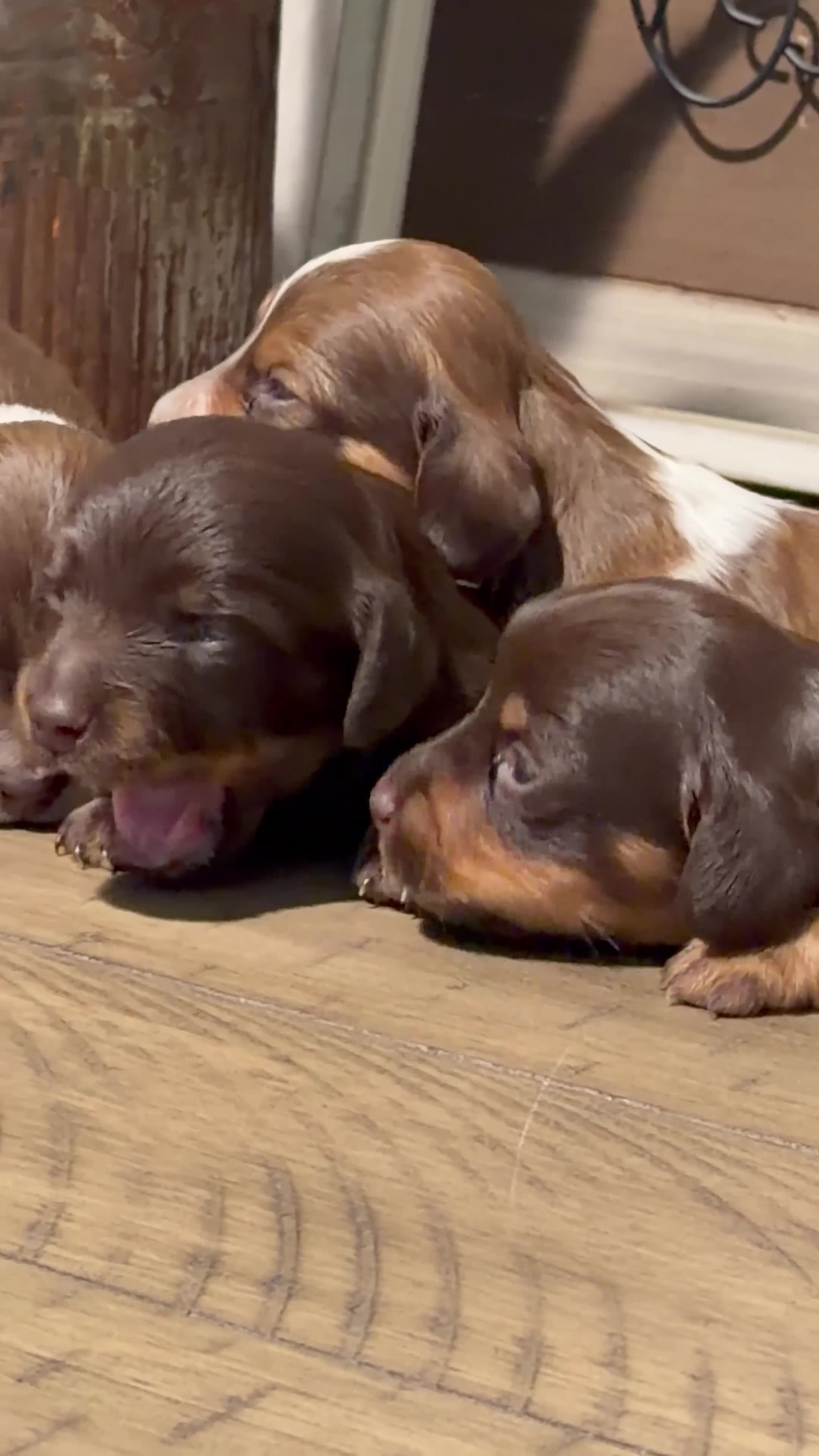 Miniature Dachshund dogs for sale: The Painted Prodigy - Video 1