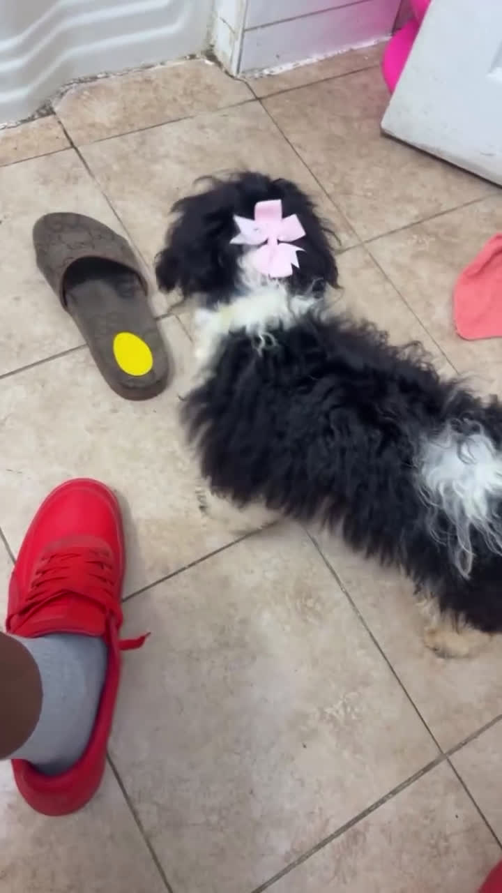 Miniature Labradoodle dogs for sale: Young - Video 2