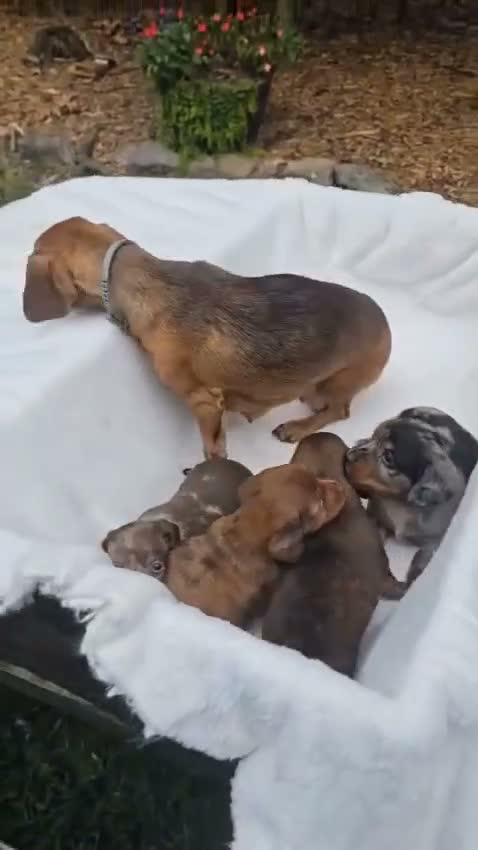 Miniature Dachshund dogs for sale: Teddy - Video 1