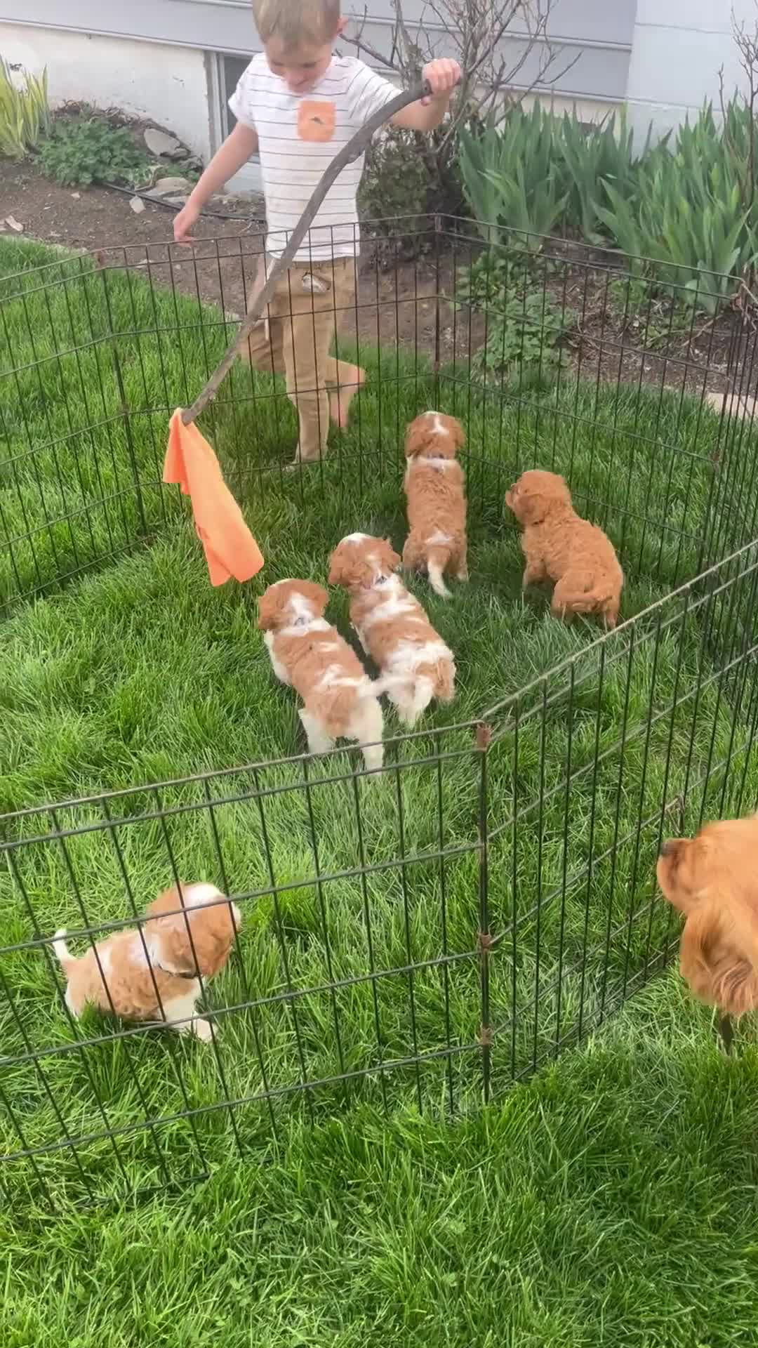 Cavalier King Charles Spaniel dogs for sale: Iron - Video 1