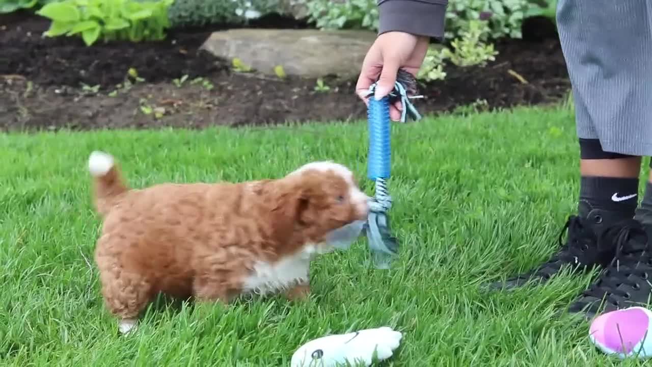 Cavapoo dogs for sale: Frankie - Video 1