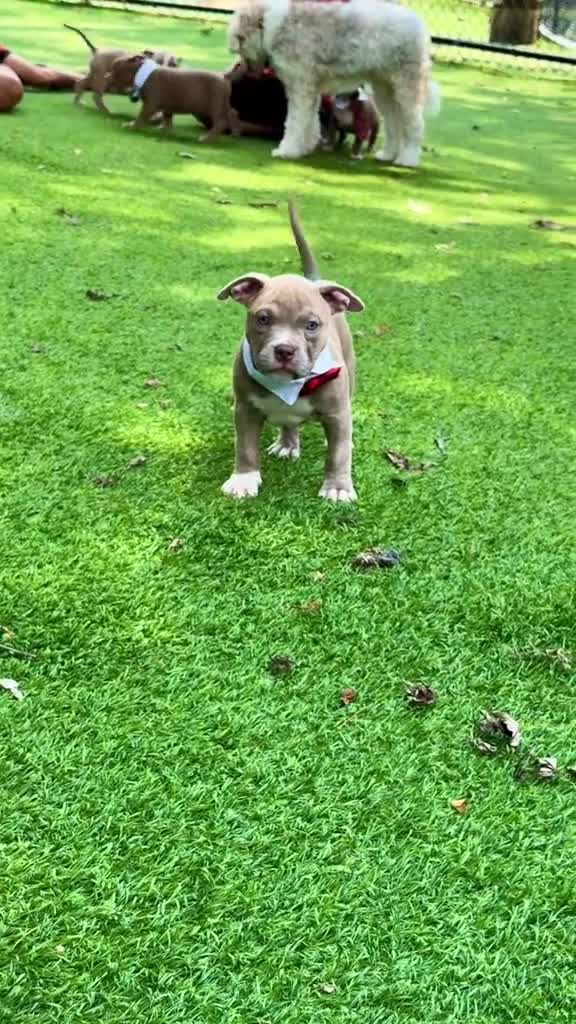 American Bully dogs for sale: American Bully 3 - Video 1