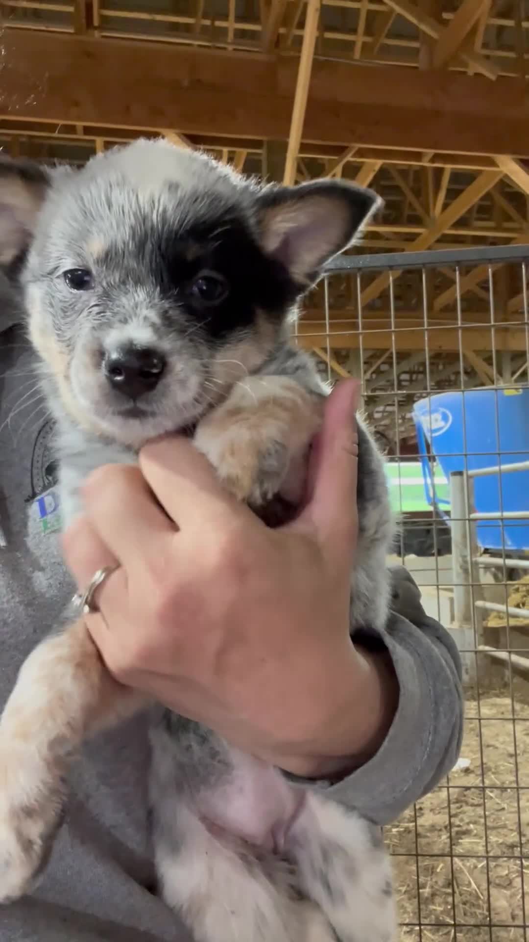 Australian Cattle Dog dogs for sale: Rip - Video 6