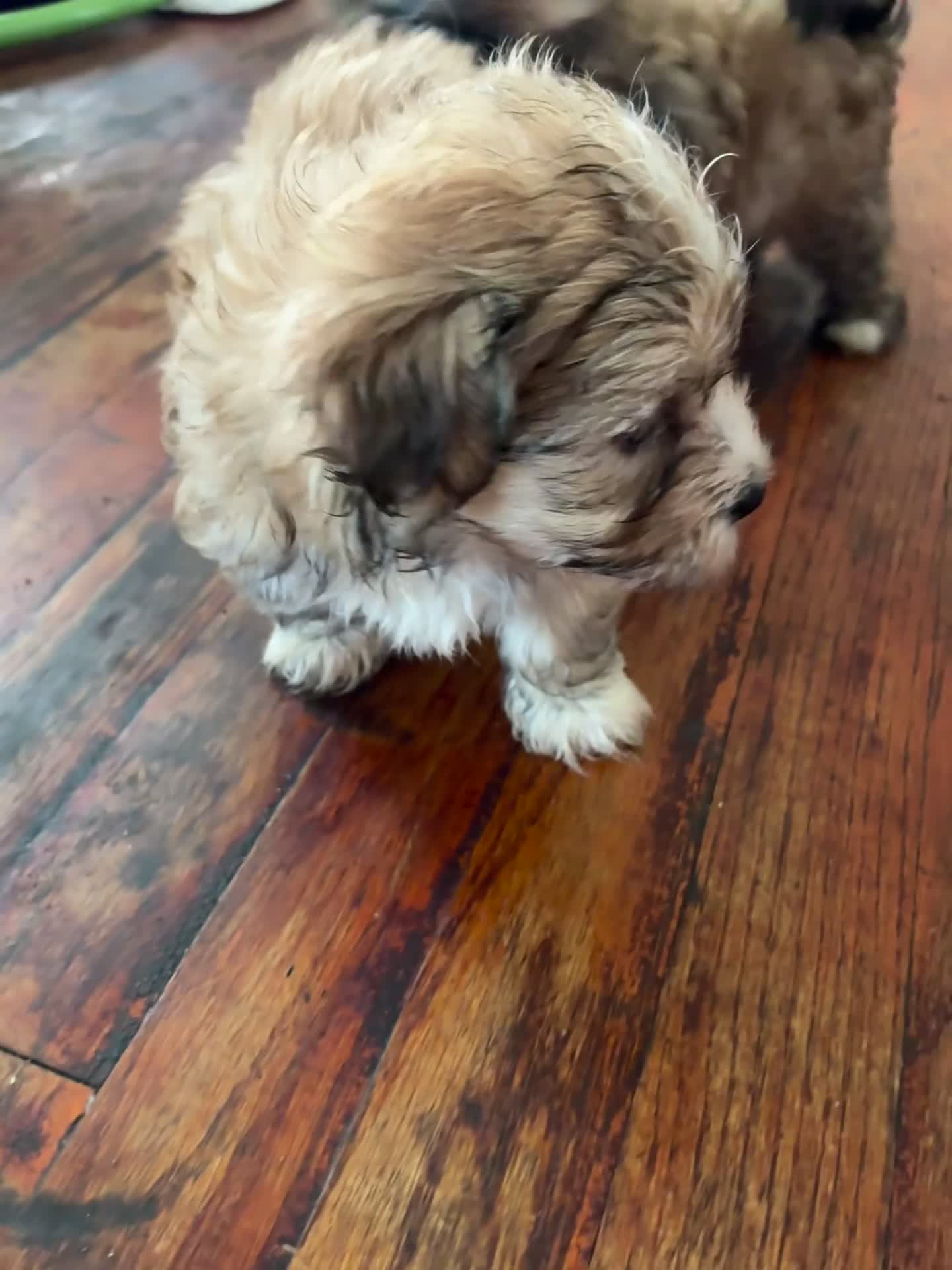 Bichon Frise dogs for sale: Bichon Frise Puppy 1 - Video 1