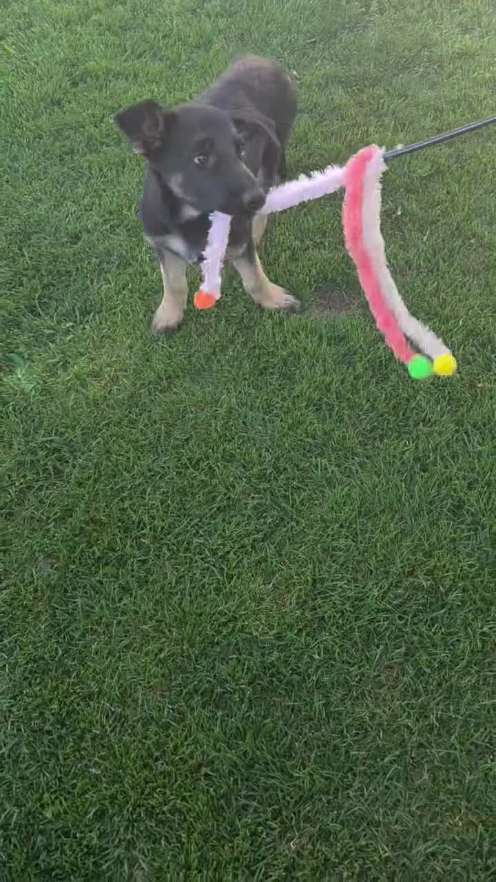 German Shepherd dogs for sale: Tiny - Video 1